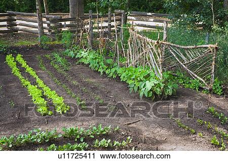 Stock Image - Vegetable garden in Fort Edmonton, Alberta. Fotosearch