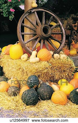 Wagon wheel on a hay bale surrounded by a variety of squash View Large Photo Image Stock Photo - Wagon wheel on a hay bale surrounded by a variety of squash. Fotosearch