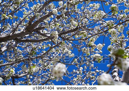 White cherry blossoms View Large Photo Image Picture - White cherry blossoms. Fotosearch