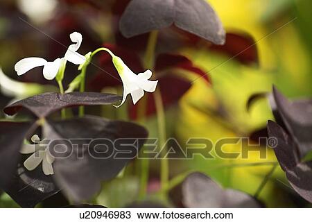 Stock Image - White flowers. Fotosearch