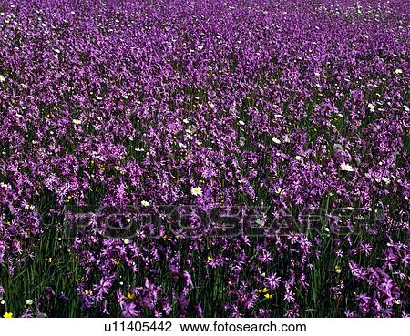 Stock Image - Wild Flowers . Fotosearch
