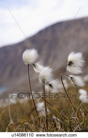 Wildflowers blowing in the wind View Large Photo Image Stock Image - Wildflowers blowing in the wind. Fotosearch