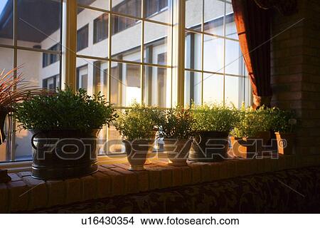 Picture - Window sill full of plants. Fotosearch