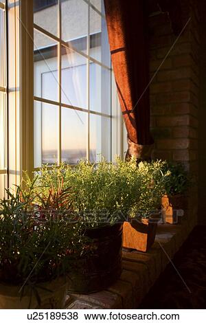 Stock Photo - Window sill full of plants. Fotosearch