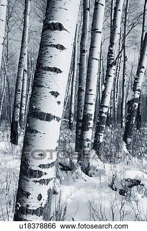 Winter forest View Large Photo Image Stock Photograph - Winter forest. Fotosearch