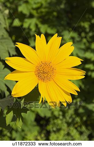 Stock Image - Yellow Mexican Sunflower. Fotosearch