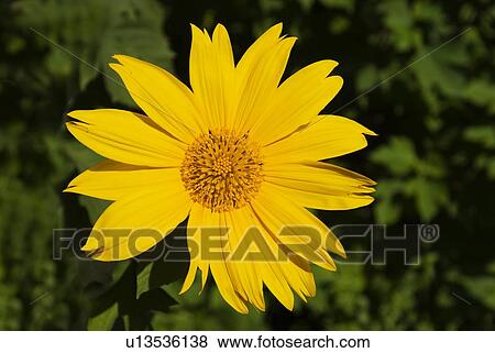 Yellow Mexican Sunflower View Large Photo Image Stock Photo - Yellow Mexican Sunflower. Fotosearch