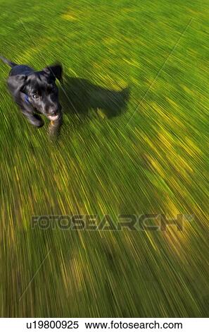 Stock Photography - A black dog running. Fotosearch