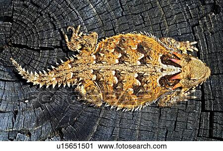 Stock Image - A Coast horned lizard . Fotosearch