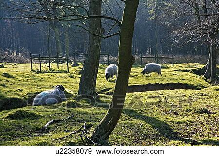 A field of sheep in Derbyshire, England View Large Photo Image Stock Photo - A field of sheep in Derbyshire, England. Fotosearch