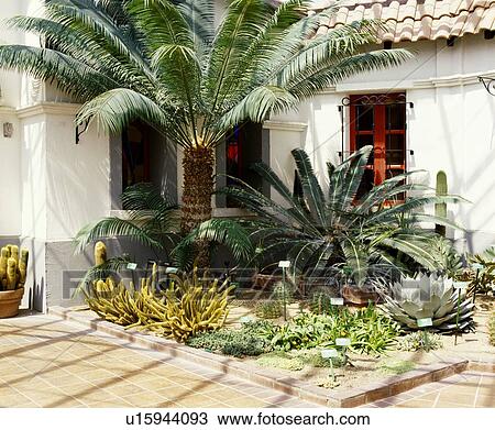 A home with cactus garden View Large Photo Image Stock Image - A home with cactus garden. Fotosearch