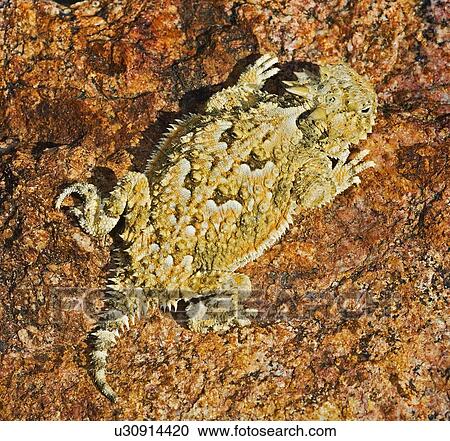A juvenile desert horned lizard View Large Photo Image Stock Image - A juvenile desert horned lizard . Fotosearch