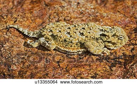 A juvenile southern desert horned lizard View Large Photo Image Picture - A juvenile southern desert horned lizard . Fotosearch