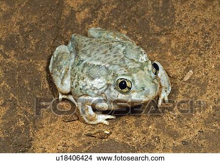 Picture - A plains spadefoot toad sitting on the road . Fotosearch