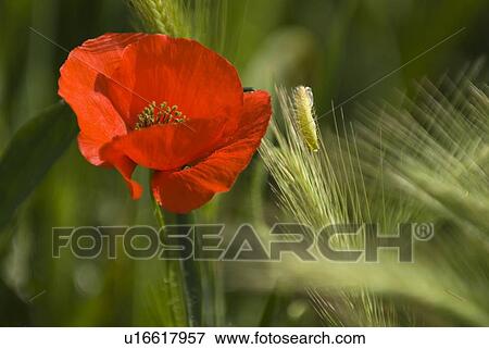 Stock Photo - A red poppy blooming outdoors. Fotosearch