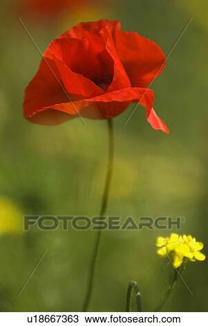 A red poppy blooming View Large Photo Image Stock Image - A red poppy blooming. Fotosearch
