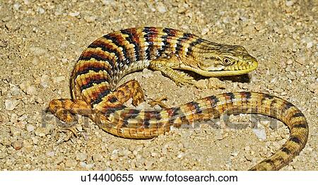 A southern alligator lizard View Large Photo Image Stock Photography - A southern alligator lizard. Fotosearch