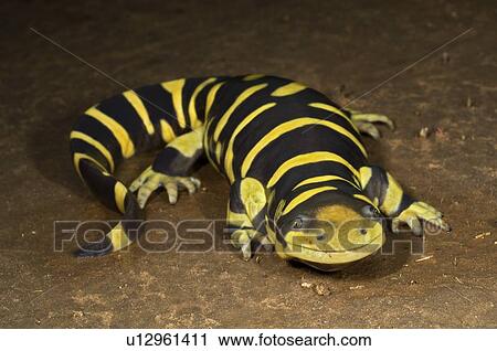 Stock Image - A texas barred tiger salamander. Fotosearch