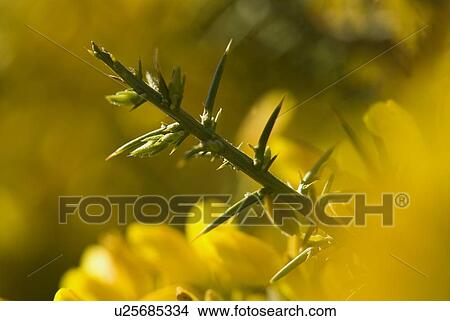 A twig with thorns surrounded by yellow flowers View Large Photo Image Picture - A twig with thorns surrounded by yellow flowers. Fotosearch