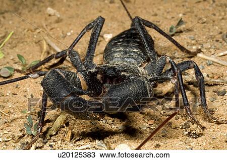 A vinegaroon crawling on the ground View Large Photo Image Stock Image - A vinegaroon crawling on the ground . Fotosearch