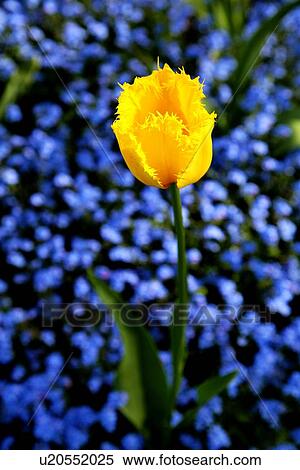 A yellow tulip with blue flowers in the background View Large Photo Image Stock Photography - A yellow tulip with blue flowers in the background. Fotosearch