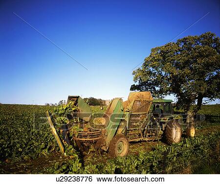 Agriculture, Harvesting Sugar Beet, Co Kilkenny, Ireland View Large Photo Image Stock Photograph - Agriculture, Harvesting Sugar Beet, Co Kilkenny, Ireland. Fotosearch