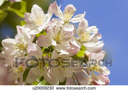 Stock Image - Apple blossoms . Fotosearch