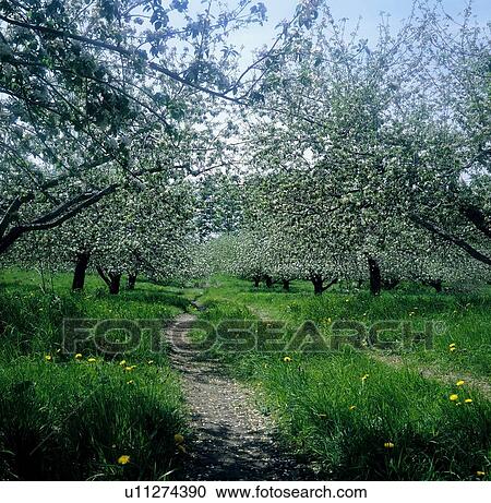 Apple trees in bloom View Large Photo Image Stock Image - Apple trees in bloom . Fotosearch