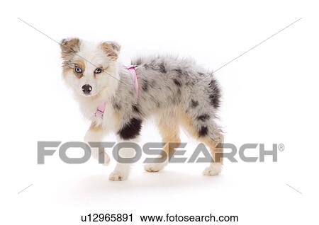 Stock Image - Australian Shepherd puppy. Fotosearch