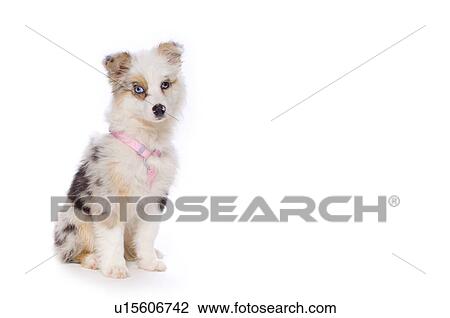 Australian Shepherd puppy View Large Photo Image Stock Image - Australian Shepherd puppy. Fotosearch
