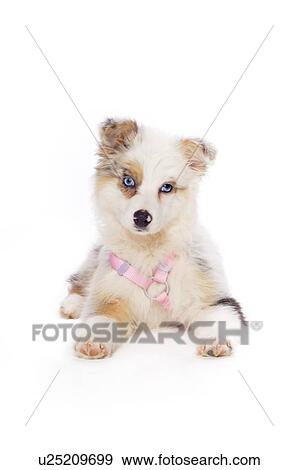 Stock Photo - Australian Shepherd puppy. Fotosearch
