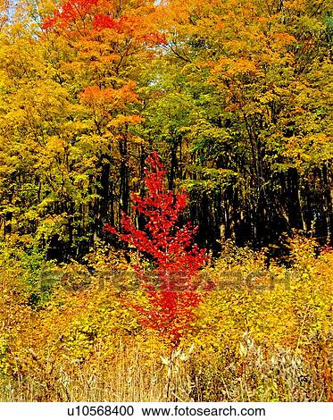 Stock Image - Autumn trees. Fotosearch