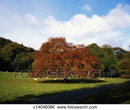 Stock Photograph - Beech Tree, Glendalough, Co Wicklow, Ireland. Fotosearch