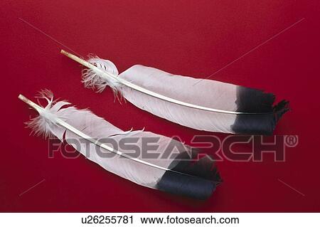 Bird feathers View Large Photo Image Stock Image - Bird feathers. Fotosearch