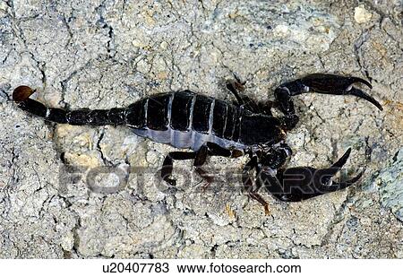 Stock Image - Black scorpion on road, Brewster County, Texas, U. S. A. Fotosearch