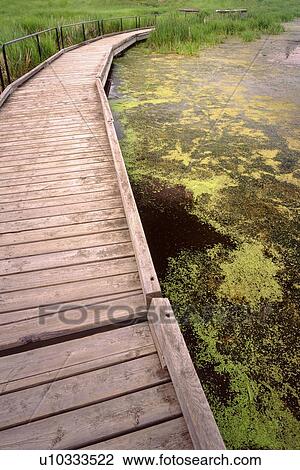 Boardwalk, Elk Island National Park, Alberta, Canada View Large Photo Image Stock Image - Boardwalk, Elk Island National Park, Alberta, Canada. Fotosearch