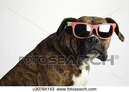 Boxer wearing sunglasses View Large Photo Image Stock Image - Boxer wearing sunglasses. Fotosearch