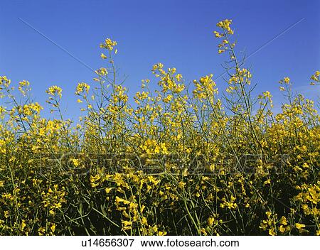Canola blossoms in Alberta, Canada View Large Photo Image Stock Photo - Canola blossoms in Alberta, Canada. Fotosearch