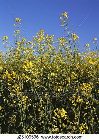 Stock Photograph - Canola blossoms in Alberta, Canada. Fotosearch