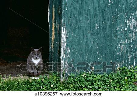 Cat in a doorway View Large Photo Image Stock Photo - Cat in a doorway. Fotosearch