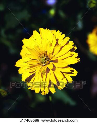 Close up of a dahlia View Large Photo Image Stock Photo - Close up of a dahlia. Fotosearch