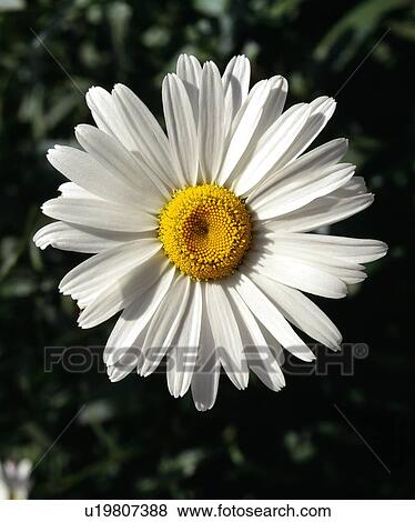 Close up of a daisy View Large Photo Image Stock Photo - Close up of a daisy. Fotosearch