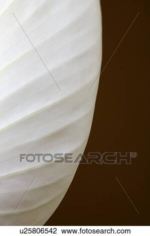 Close-up of a Peace lily View Large Photo Image Stock Image - Close-up of a Peace lily. Fotosearch