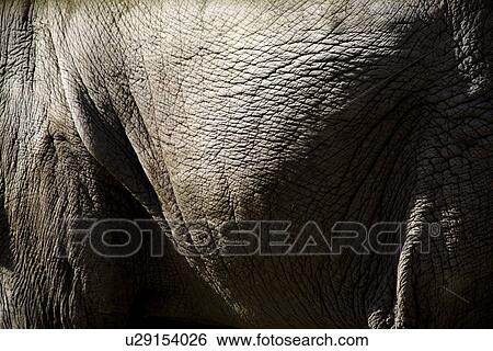 Stock Photograph - Close up of an elephant's side. Fotosearch