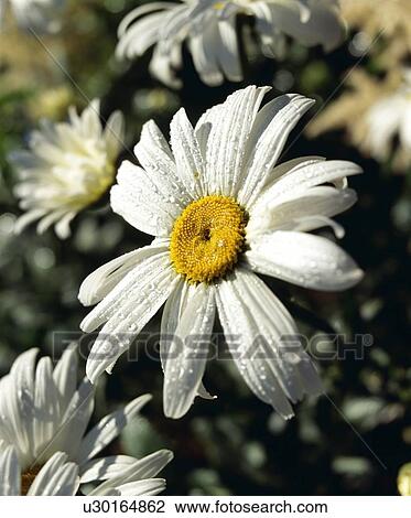 Close up of daisy View Large Photo Image Stock Image - Close up of daisy. Fotosearch