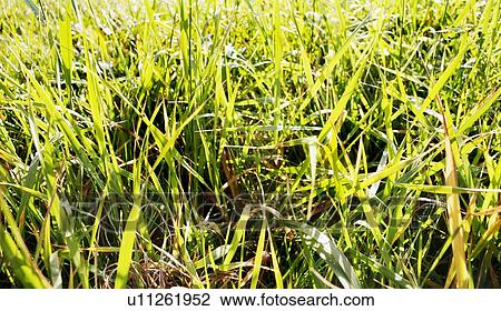 Stock Image - Close up of grass. Fotosearch