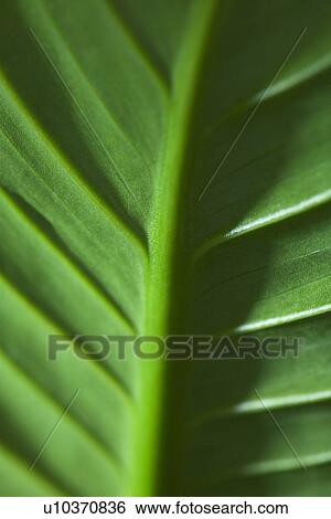 Close-up of green leaf View Large Photo Image Stock Photograph - Close-up of green leaf. Fotosearch