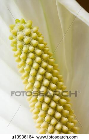 Picture - Close-up of peace lily flower. Fotosearch