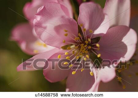 Stock Photo - Closeup detail of an almond flower. Fotosearch