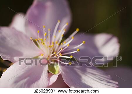 Closeup detail of an almond flower View Large Photo Image Stock Photo - Closeup detail of an almond flower. Fotosearch